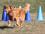 IMG_0133a