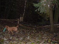 2004-003