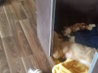 IMG-20170512-WA0000